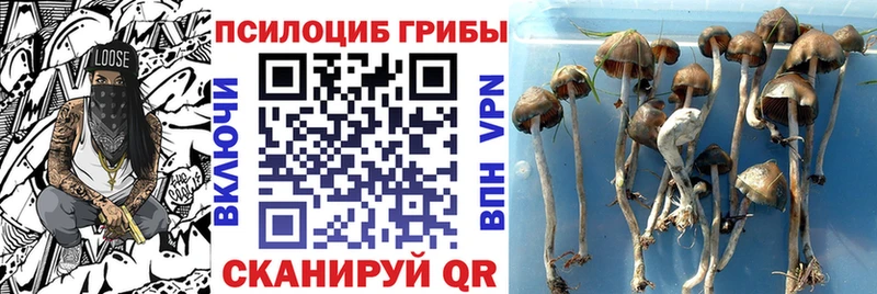 Купить закладки  Лихославль  Псилоцибиновые грибы Magic Shrooms 